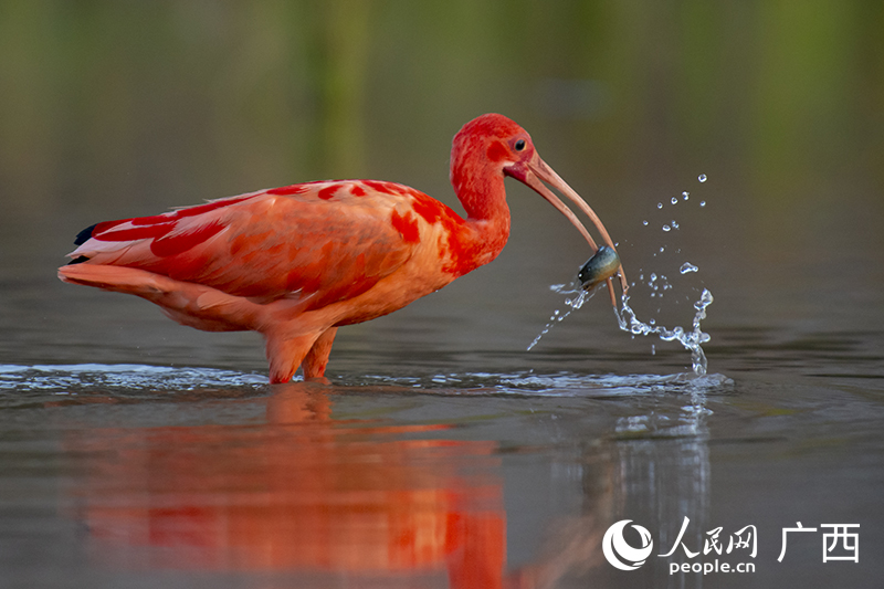 ‘World's reddest bird’ appears in Nanning, S China's Guangxi