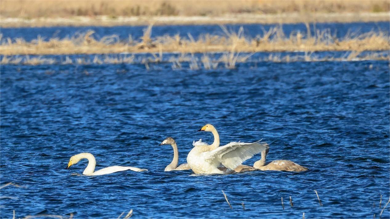 Seven little swans make a splash at Beijing's Old Summer Palace