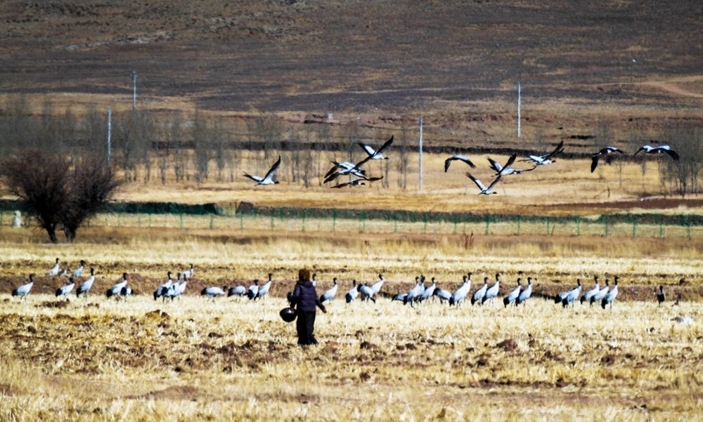 Population of black-necked cranes grows in SW China's Xizang