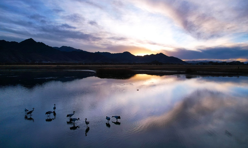 Population of black-necked cranes grows in SW China's Xizang