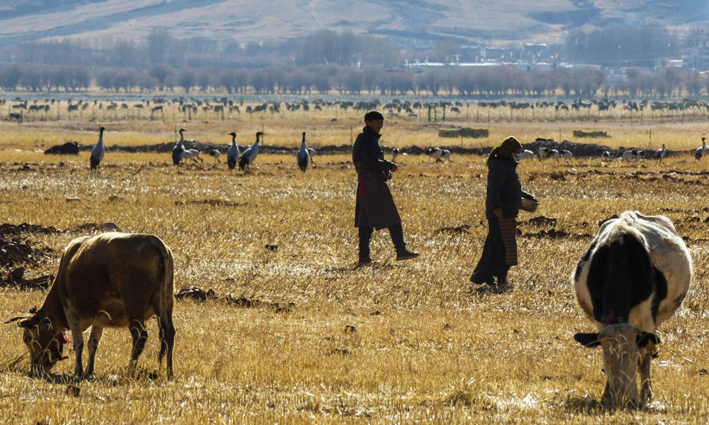 Population of black-necked cranes grows in SW China's Xizang