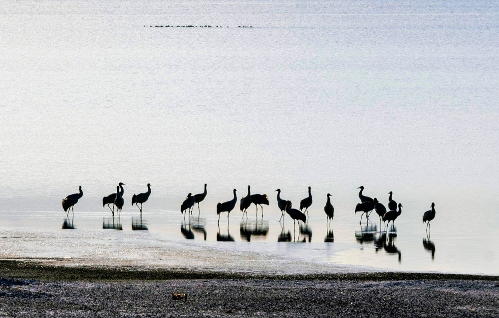 Population of black-necked cranes grows in SW China's Xizang