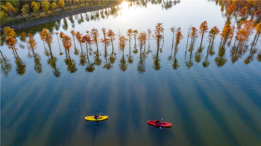 Picturesque scenery of bald cypress trees in E China's Anhui