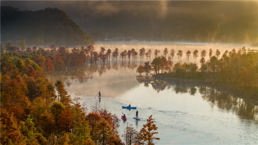 Picturesque scenery of bald cypress trees in E China's Anhui