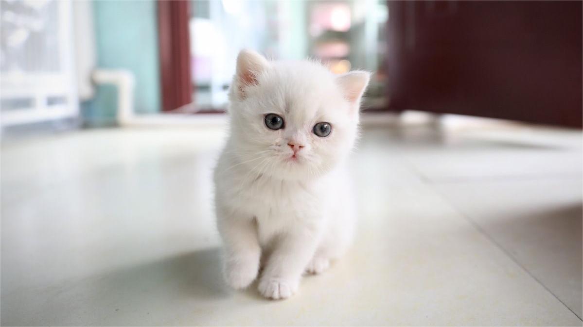 A kitten jumps up and down to catch snowflakes on a snowy day