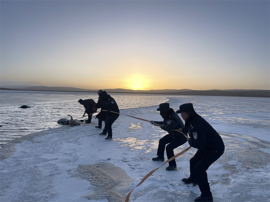 9 stranded yaks rescued from frozen lake in NW China's Qinghai