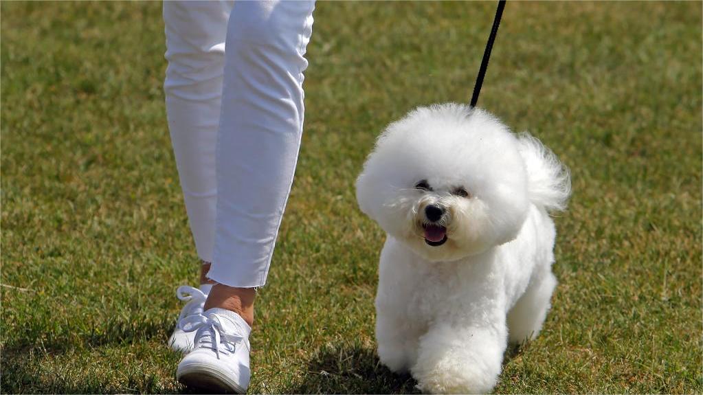 Quick-witted dog, owner show off their 'X-Men trick'