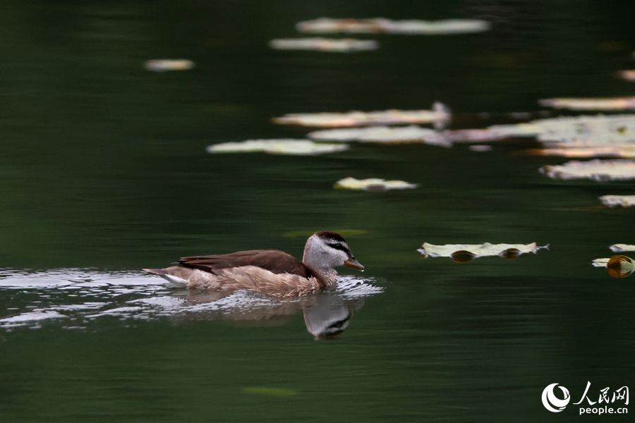 Cotton teal spotted in Xiamen, SE China's Fujian