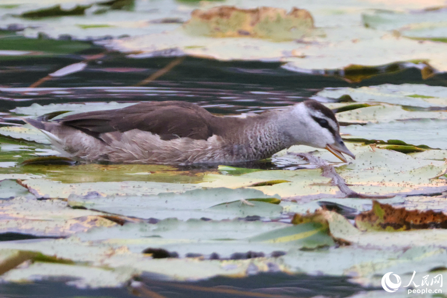 Cotton teal spotted in Xiamen, SE China's Fujian