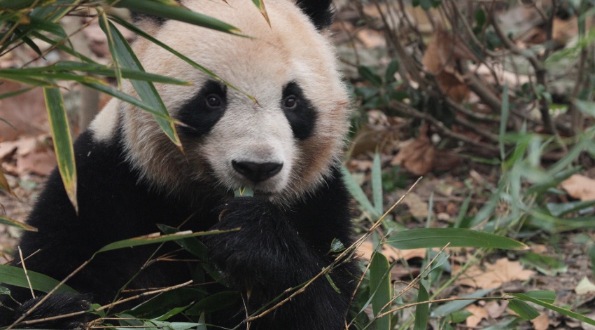 Ambassador: French people love giant panda Yuan Meng very much