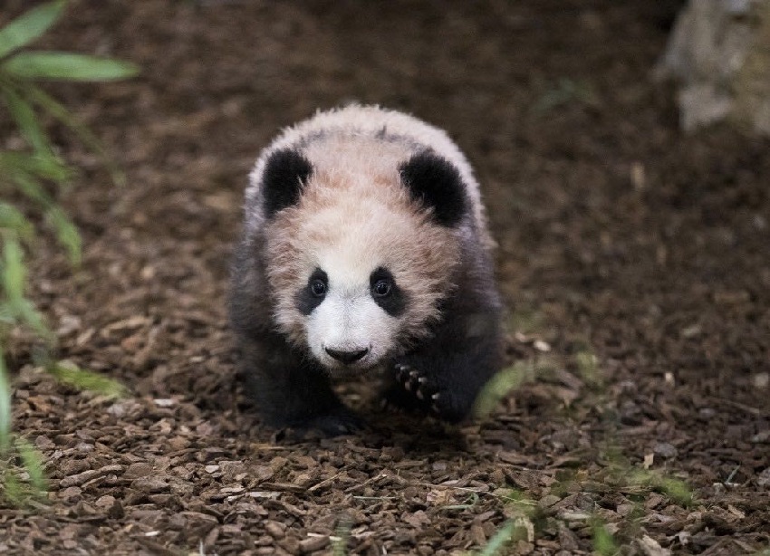 Ambassador: French people love giant panda Yuan Meng very much