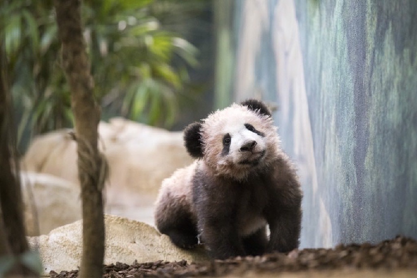 Ambassador: French people love giant panda Yuan Meng very much