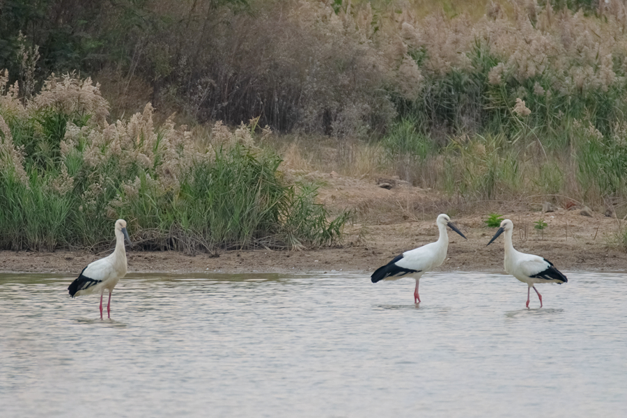 Rare storks spotted in Xiamen, SE China's Fujian