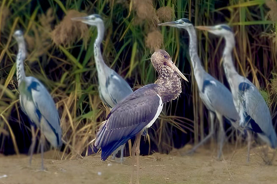 Rare storks spotted in Xiamen, SE China's Fujian