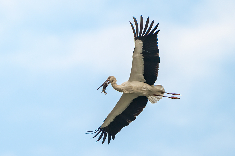 Rare storks spotted in Xiamen, SE China's Fujian