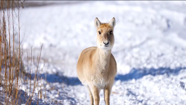 Endangered Mongolian gazelles find winter refuge in N China's Inner Mongolia