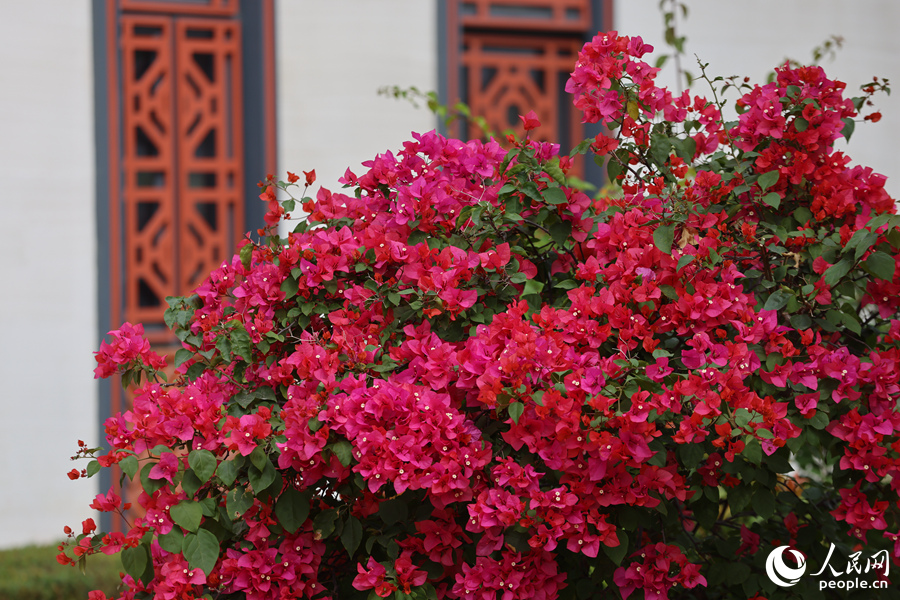 Colorful bougainvillea flowers in full bloom in Xiamen, SE China's Fujian