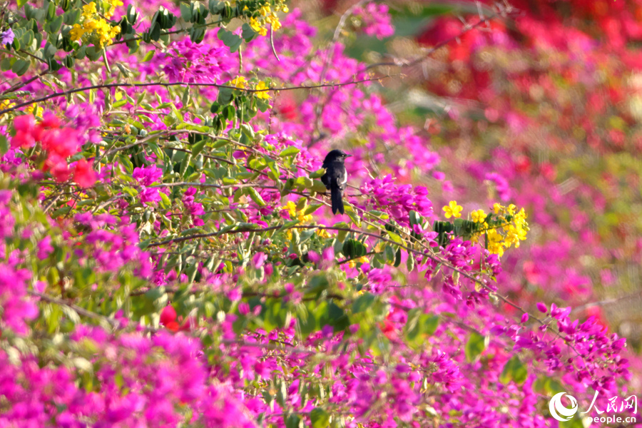 Colorful bougainvillea flowers in full bloom in Xiamen, SE China's Fujian