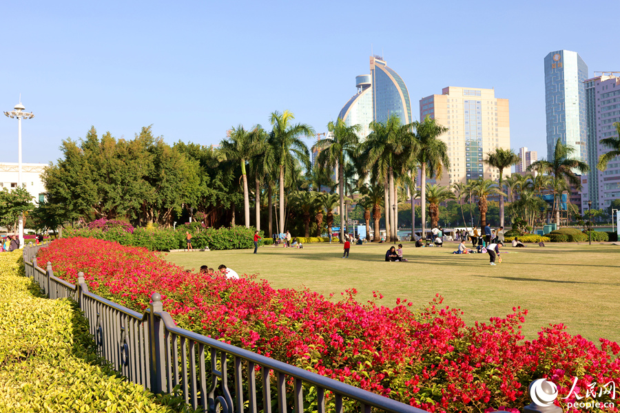 Colorful bougainvillea flowers in full bloom in Xiamen, SE China's Fujian