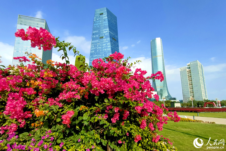 Colorful bougainvillea flowers in full bloom in Xiamen, SE China's Fujian