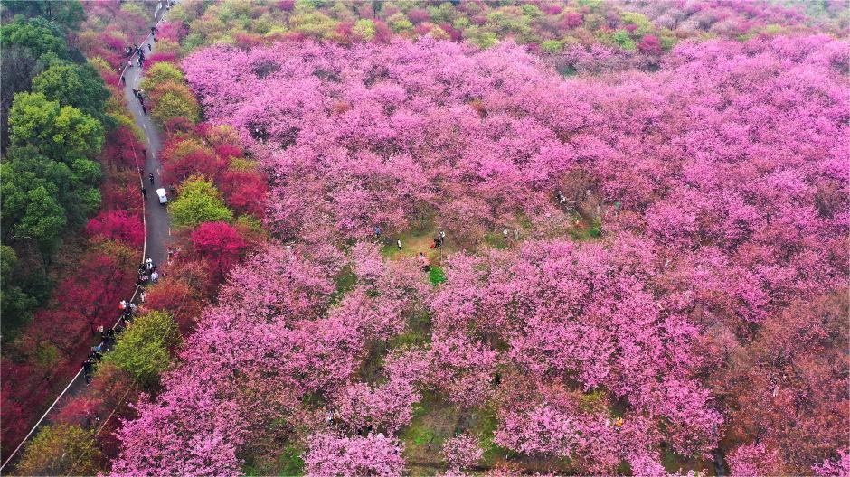 Cherry blossoms bloom in Southwest China