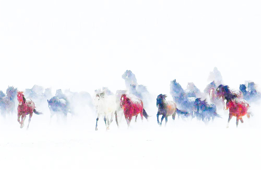 Horses gallop on snow-covered grasslands in NW China's Xinjiang