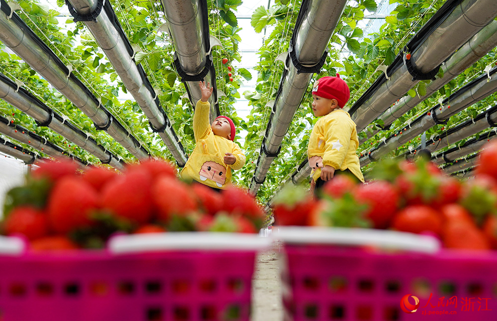 Children pick strawberries at hanging strawberry farm in E China's Zhejiang