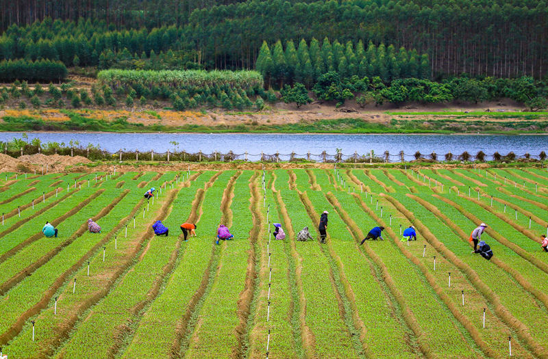 Farmers work at vegetable production demonstration base in S China's Guangxi