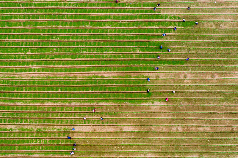 Farmers work at vegetable production demonstration base in S China's Guangxi