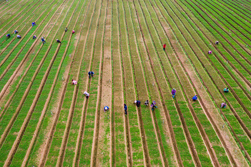 Farmers work at vegetable production demonstration base in S China's Guangxi