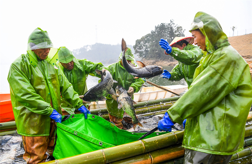 Fishermen engage in winter fishing in Zhangshu, E China's Jiangxi