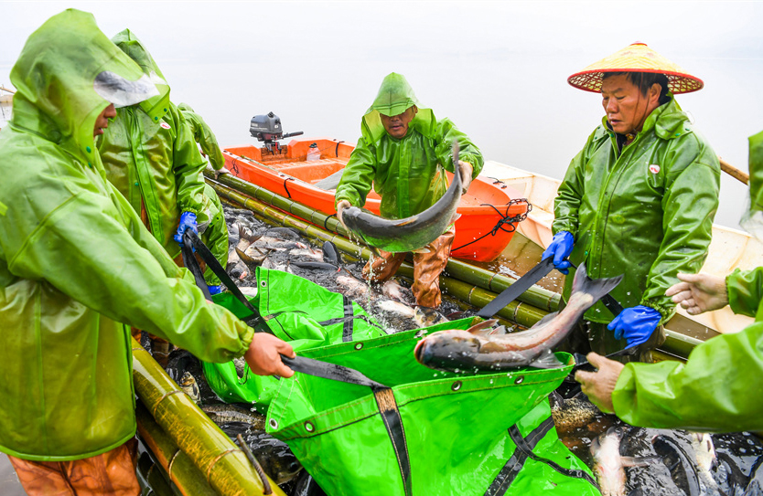 Fishermen engage in winter fishing in Zhangshu, E China's Jiangxi