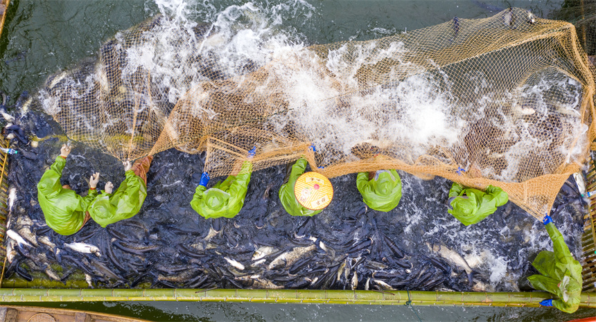 Fishermen engage in winter fishing in Zhangshu, E China's Jiangxi