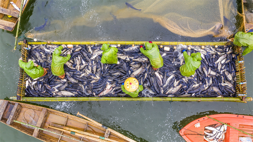 Fishermen engage in winter fishing in Zhangshu, E China's Jiangxi