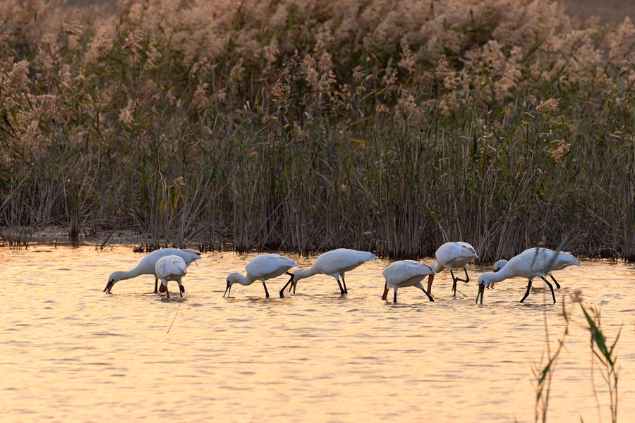 Rare spoonbills spotted in wetlands in Xiamen, SE China's Fujian