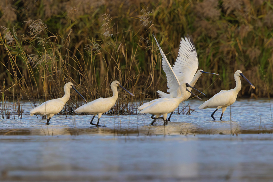 Rare spoonbills spotted in wetlands in Xiamen, SE China's Fujian