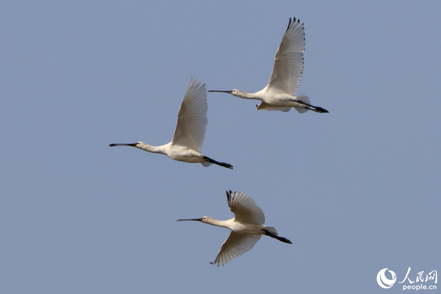 Rare spoonbills spotted in wetlands in Xiamen, SE China's Fujian