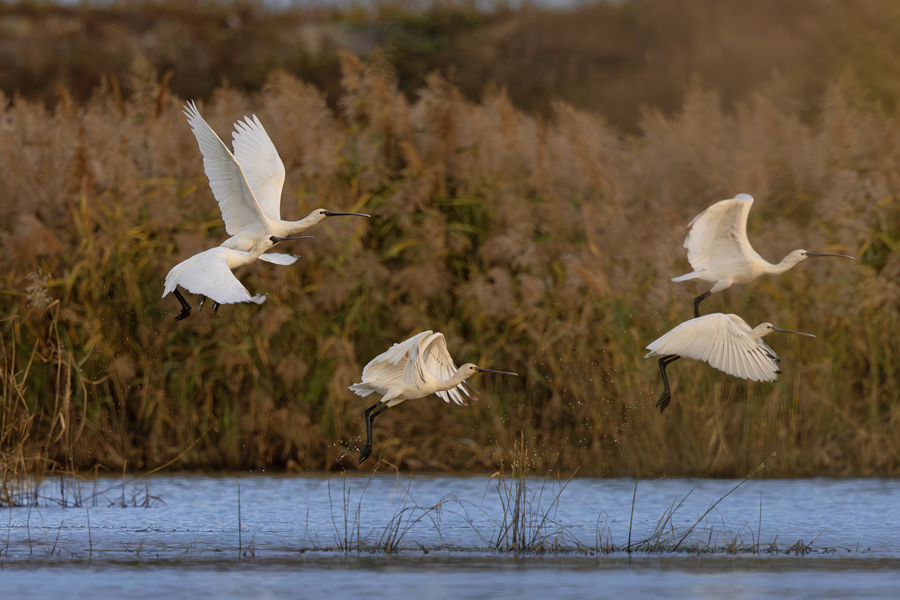 Rare spoonbills spotted in wetlands in Xiamen, SE China's Fujian