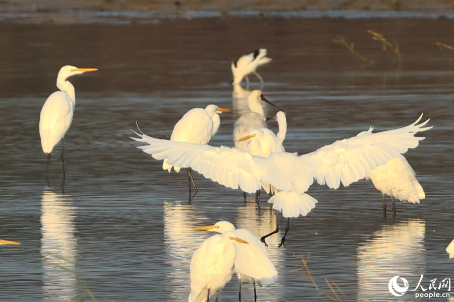 Rare spoonbills spotted in wetlands in Xiamen, SE China's Fujian