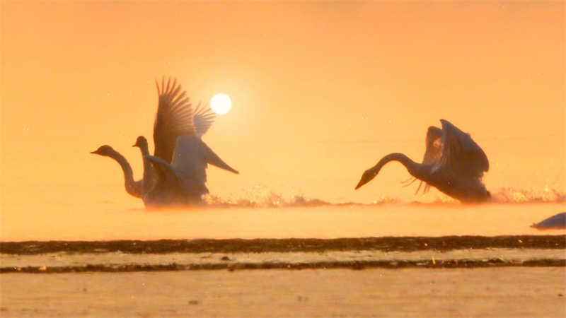 Reservoir area showcases 'Swan Lake' scene in NW China's Qinghai