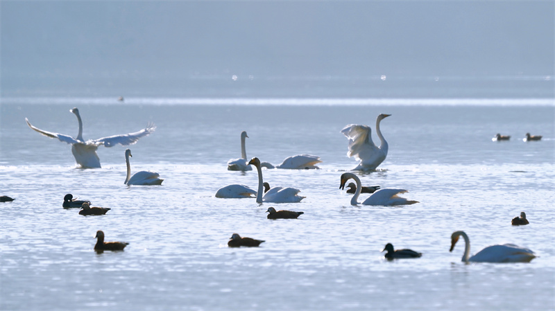 Reservoir area showcases 'Swan Lake' scene in NW China's Qinghai