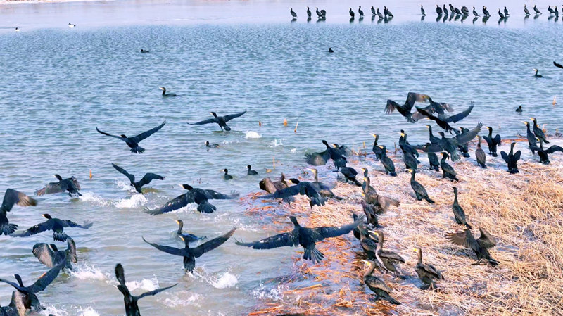 Birds dot beautiful wetland in Heyang, NW China's Shaanxi