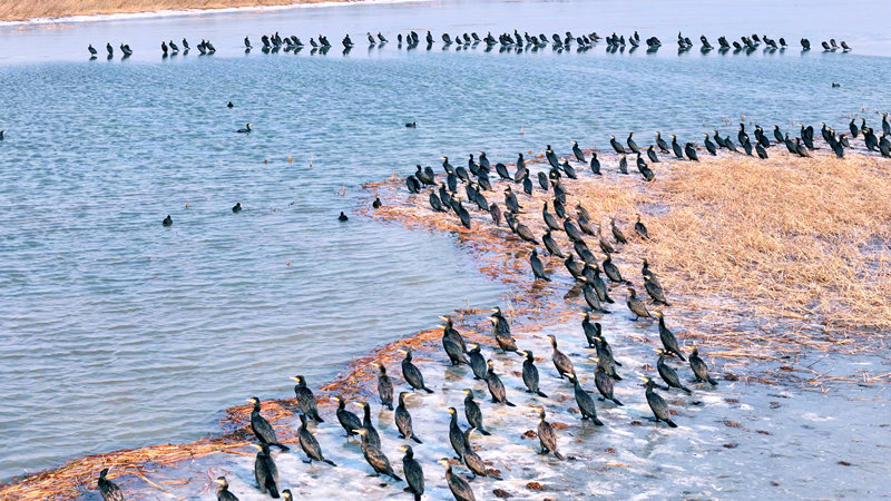 Birds dot beautiful wetland in Heyang, NW China's Shaanxi