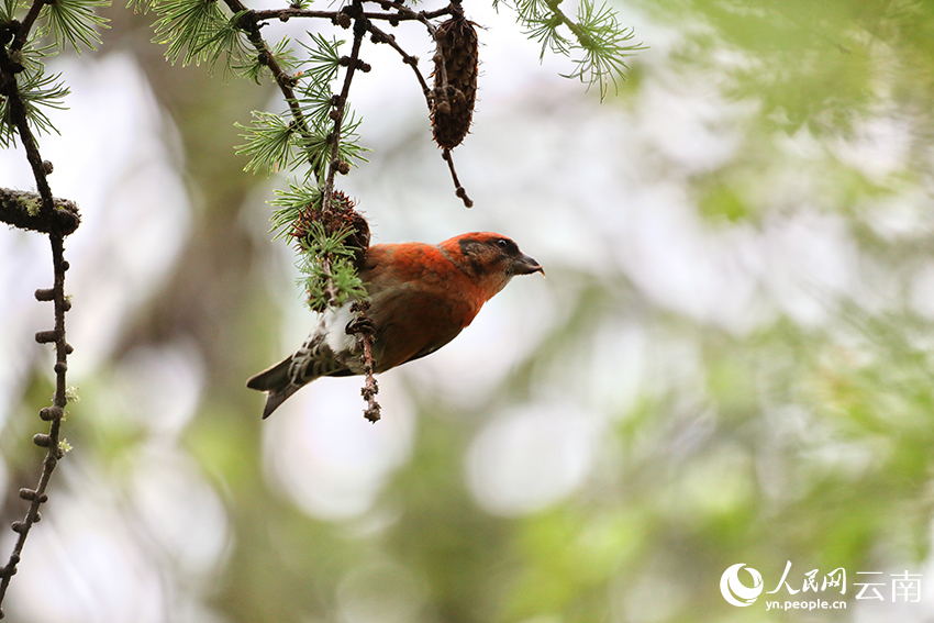 Winter int'l bird watching festival held in Shangri-La, SW China's Yunnan