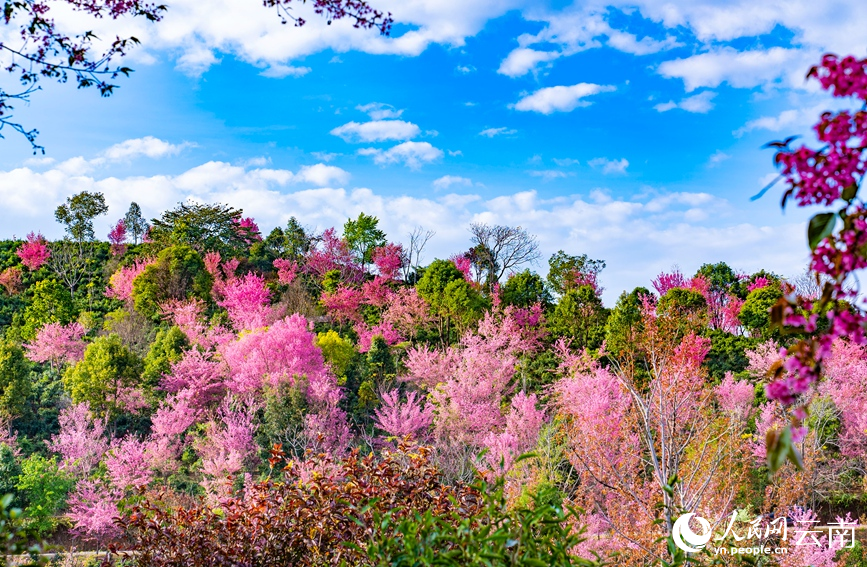 Cherry blossoms adorn winter in SW China's Yunnan