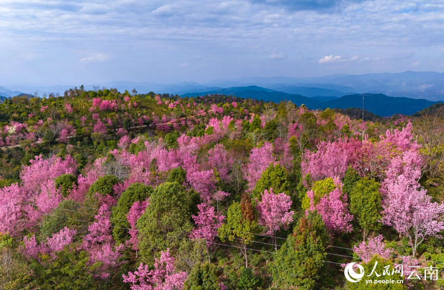 Cherry blossoms adorn winter in SW China's Yunnan