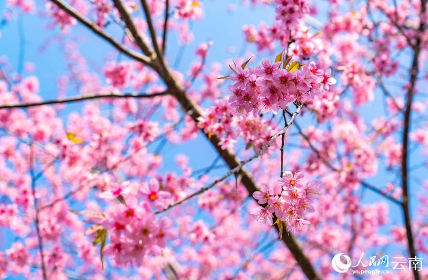 Cherry blossoms adorn winter in SW China's Yunnan