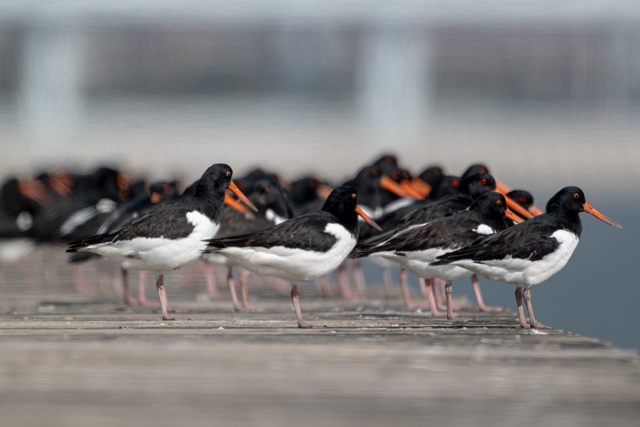 Eurasian oystercatchers spotted in Xiamen, SE China's Fujian