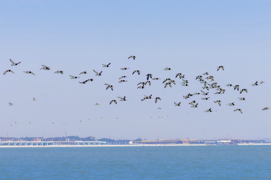 Eurasian oystercatchers spotted in Xiamen, SE China's Fujian