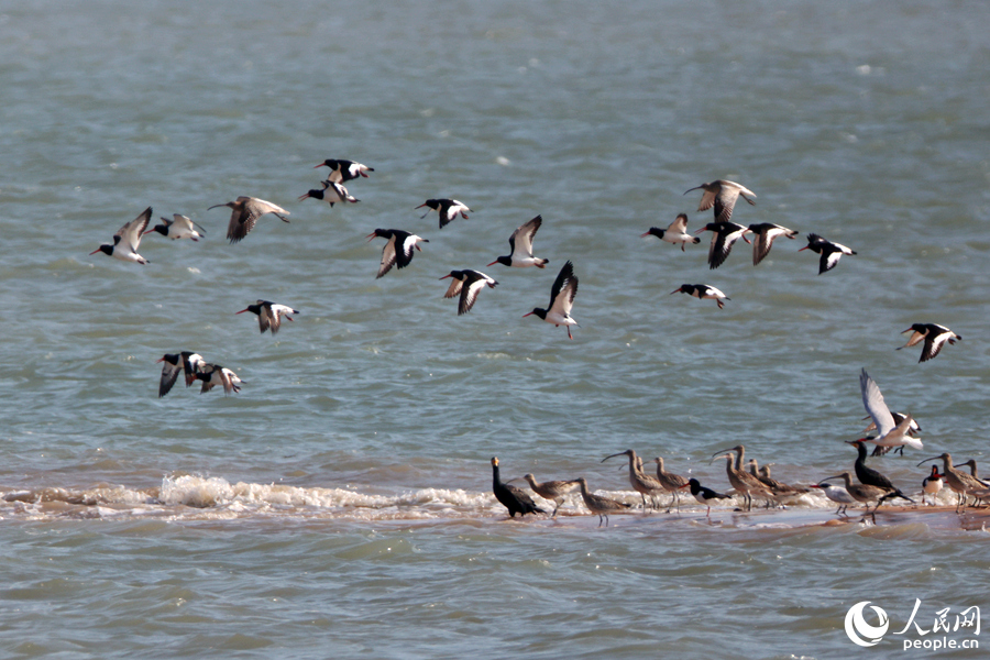 Eurasian oystercatchers spotted in Xiamen, SE China's Fujian